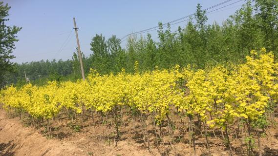 明光市市委书记被百达娱乐企业文化深深感动 | 深入沟通合作空间广阔